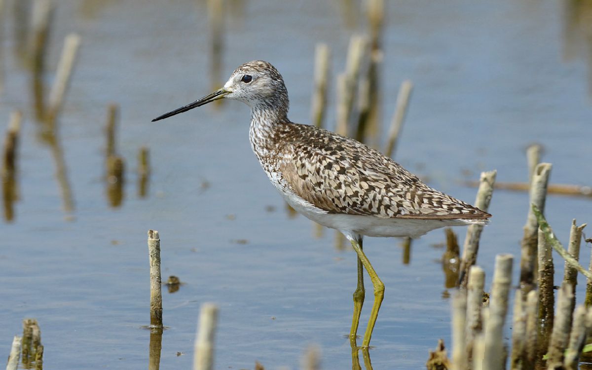 Каждый кулик своё болото хвалит