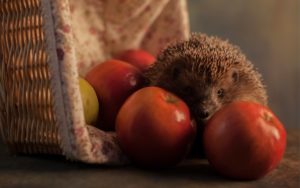 Напугал ежа голой задницей!