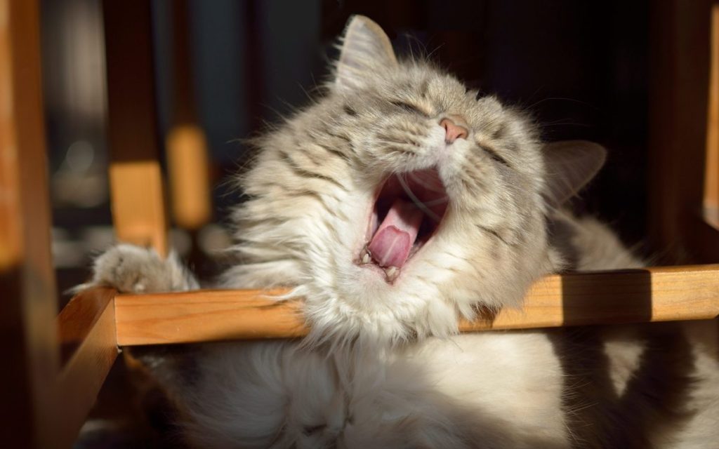 Голос без энтузиазма или Интонации халявщика