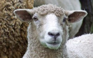 С дрянной овцы хоть шерсти клок